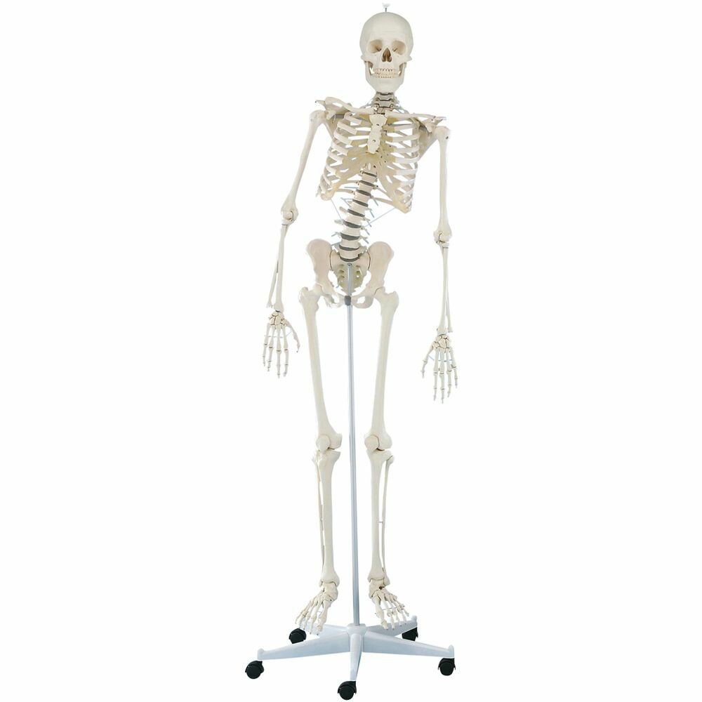 【お気にいる】 3014 脊椎可動式骨格モデル 1個 24-6835-00 松吉医科器械 その他