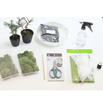 苔玉作りセット 季節の山野草2種類　【大人も子供も楽しめる盆栽を作るキット 夏休み 冬休み 自由研究 自由工作 観察日記 植物を育てる】