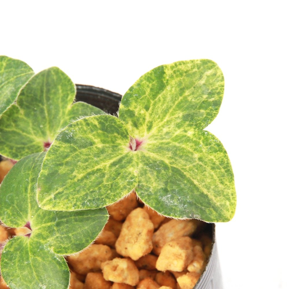 （山野草）ユキワリソウ（雪割草）黄金錦（コガネニシキ）葉芸品　３号（１ポット）　ＣＲＣ15―35―12―00―00