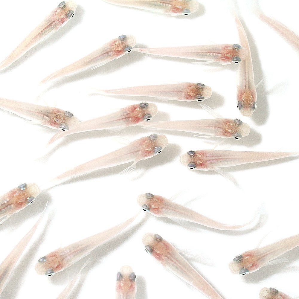 （めだか）白メダカ（１００匹）　ＣＲＣ60―20―11―30―00