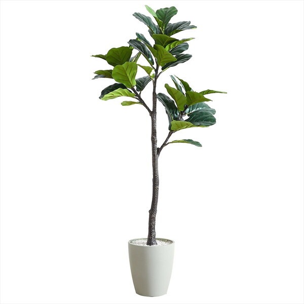 アーバン通商 フェイクグリーン フィカス・リラータ 1500mm VAR-150IV アイボリー メーカー直送