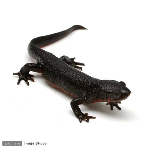 （両生類）アカハライモリ（６匹）　ＣＲＣ17―05―60―00―00