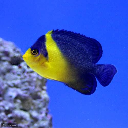 （海水魚）ヤッコ　スミレヤッコ（１匹）　ＣＲＣ26―30―05―10―00