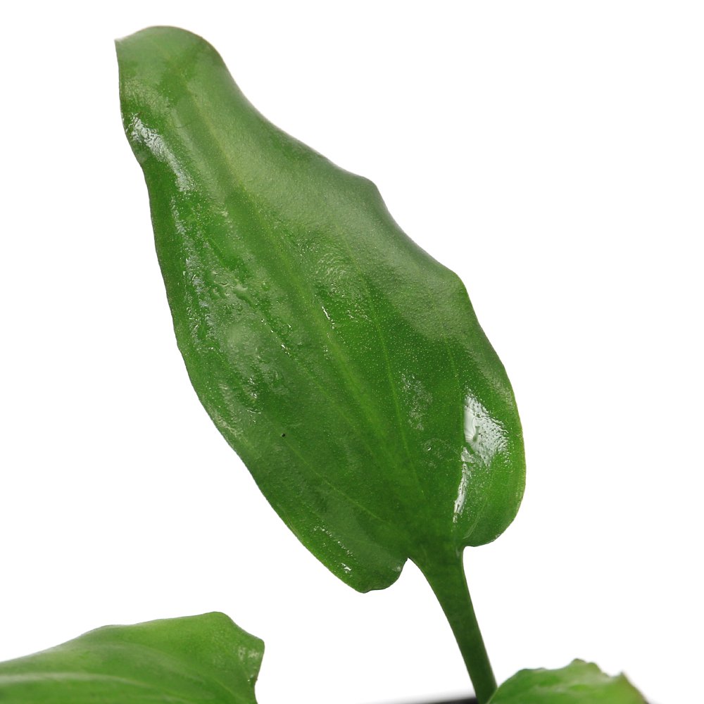 （水草）クリプトコリネ　モエルマニー　バンカ　ブリトゥン産（水上葉）（１ポット）　ＣＲＣ12―72―40―00―00 4,797円