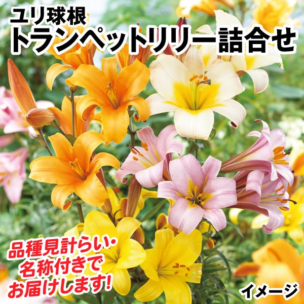 ユリ 球根 トランペットリリー詰合せ 30球