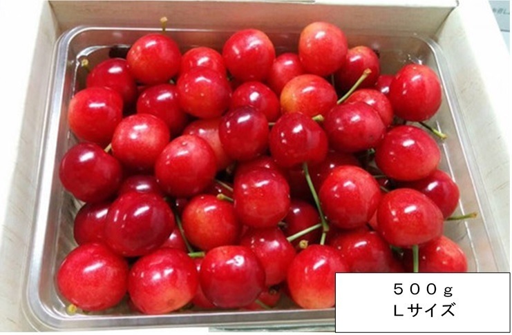 さくらんぼ　佐藤錦　贈答用　山形県産　自家農園栽培　５００g　Lサイズ　バラ詰め 予約商品