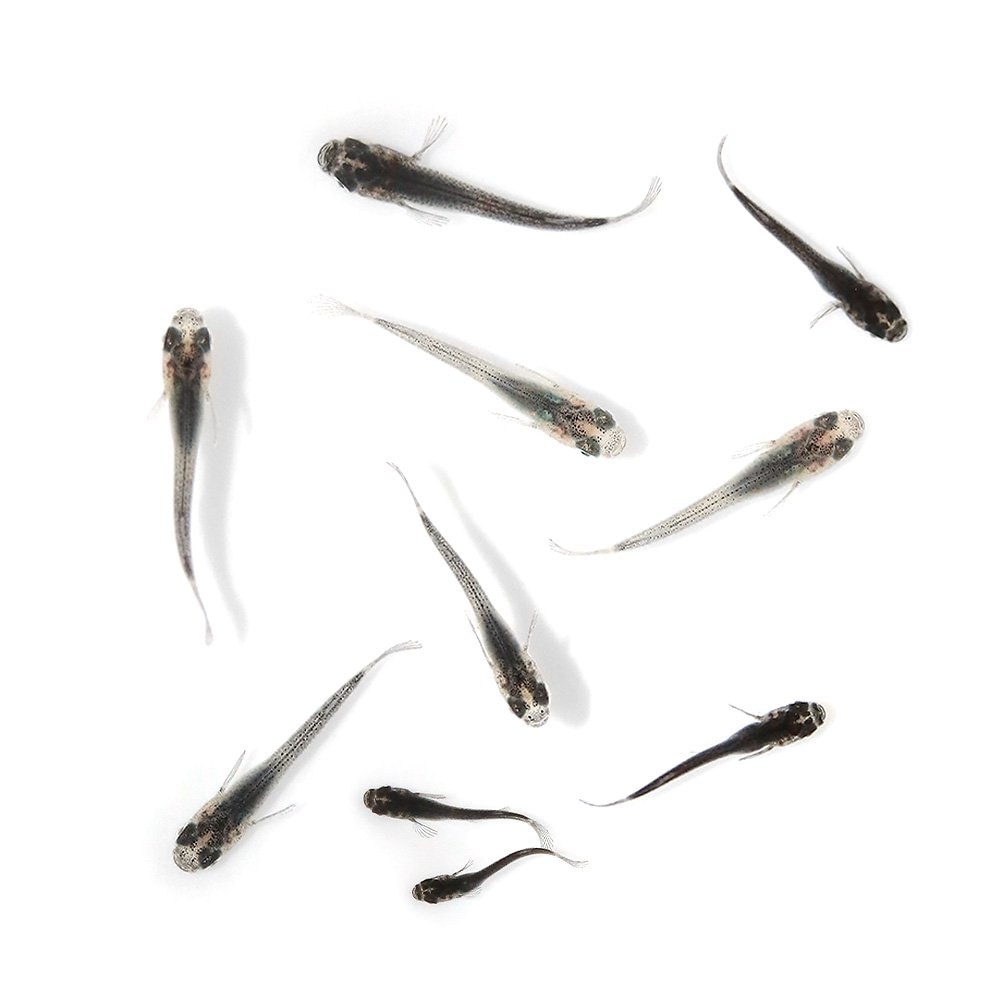 （めだか）無選別　ネクストブルーメダカ　稚魚（１０匹）　ＣＲＣ60―20―85―40―00