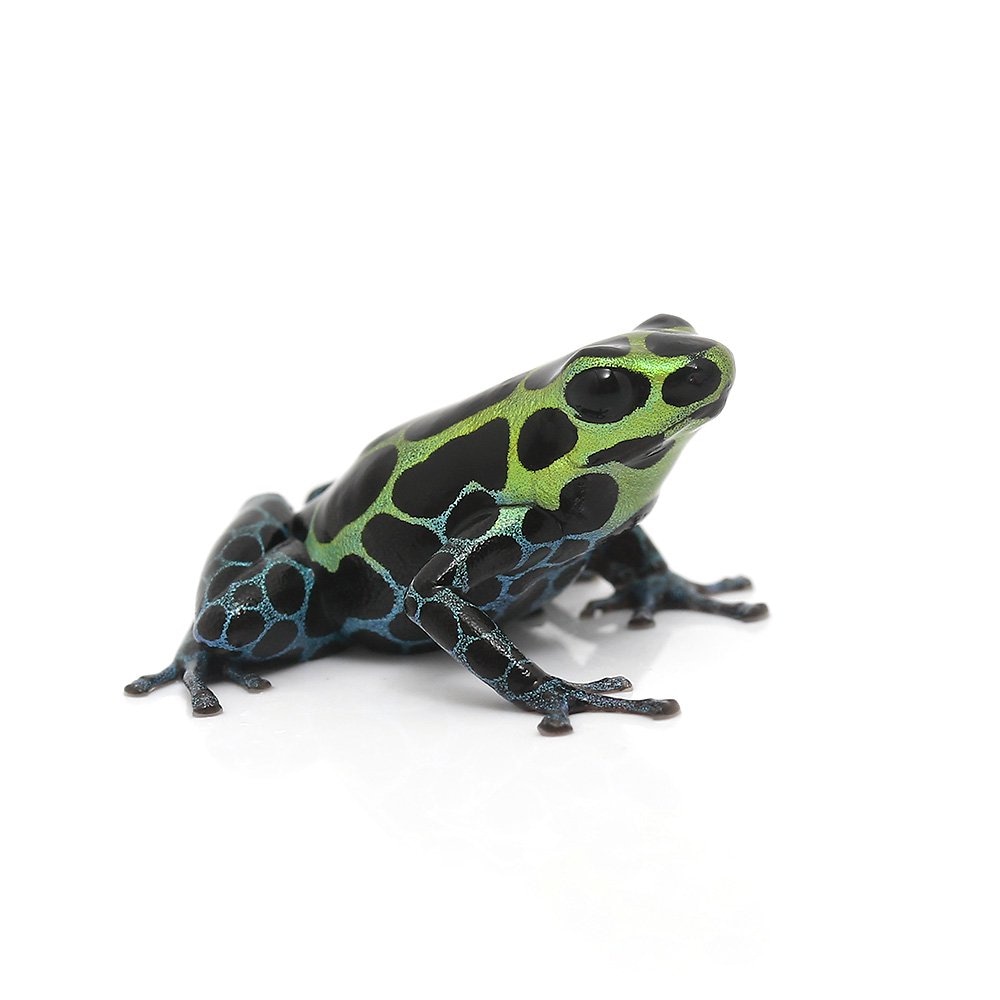 （両生類）国内ブリード　バリアビリスヤドクガエル　サザンｓｏｕｔｈｅｒｎ（１匹）　北海道・九州航空便要保温　ＣＲＣ17―05―35―20―00