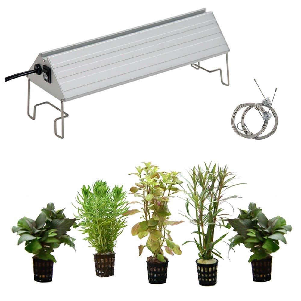 （水草）おまかせ水上葉ミニポット　５ポットセット（無農薬）＋アクロＬＥＤ　ＶＩＶＩＤ３００　３０ｃｍ水槽用　本州四国限定　ＣＲＣ10―15―60―10―50