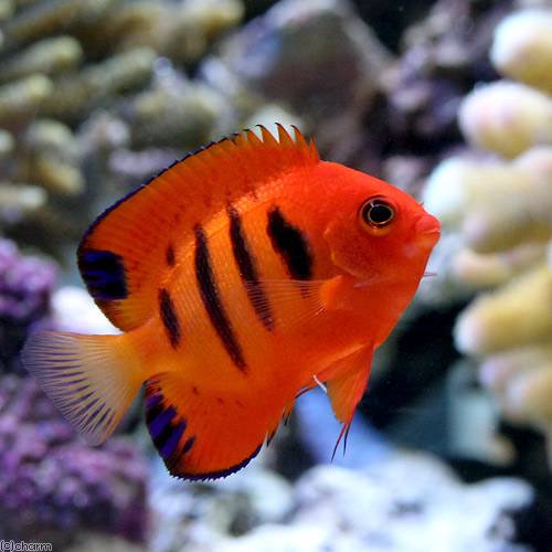 （海水魚）ヤッコ　マーシャル産　フレームエンゼル（１匹）　ＣＲＣ26―30―05―10―00