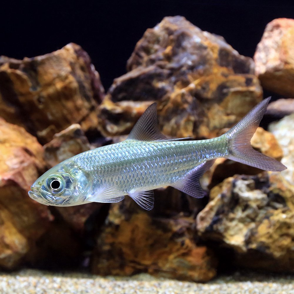 （熱帯魚）パシフィックターポン（１匹）　北海道航空便要保温　ＣＲＣ13―56―90―00―00