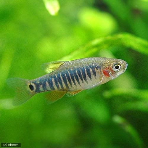 （熱帯魚）ミクロラスボラ・エリスロミクロン（１２匹）　北海道航空便要保温　ＣＲＣ13―24―33―00―00