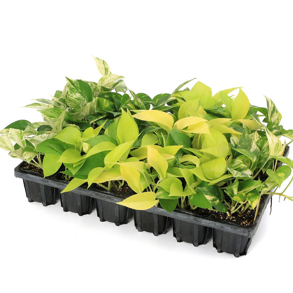 （観葉植物）ポトス　品種おまかせ　３号（２４ポット）　ＣＲＣ17―80―99―00―00