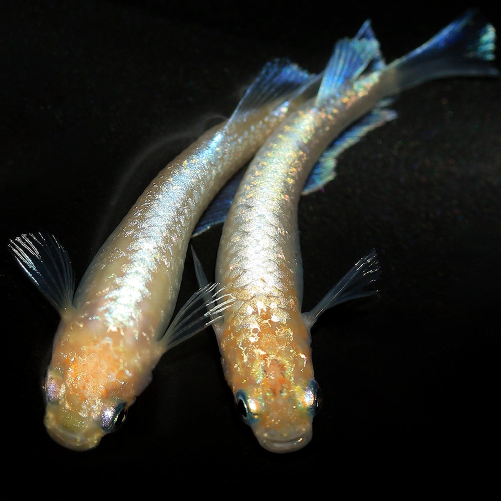 （めだか）ルナイエローキッシングワイドフィンメダカ　上州めだか直系（１０匹）　ＣＲＣ60―20―22―20―00