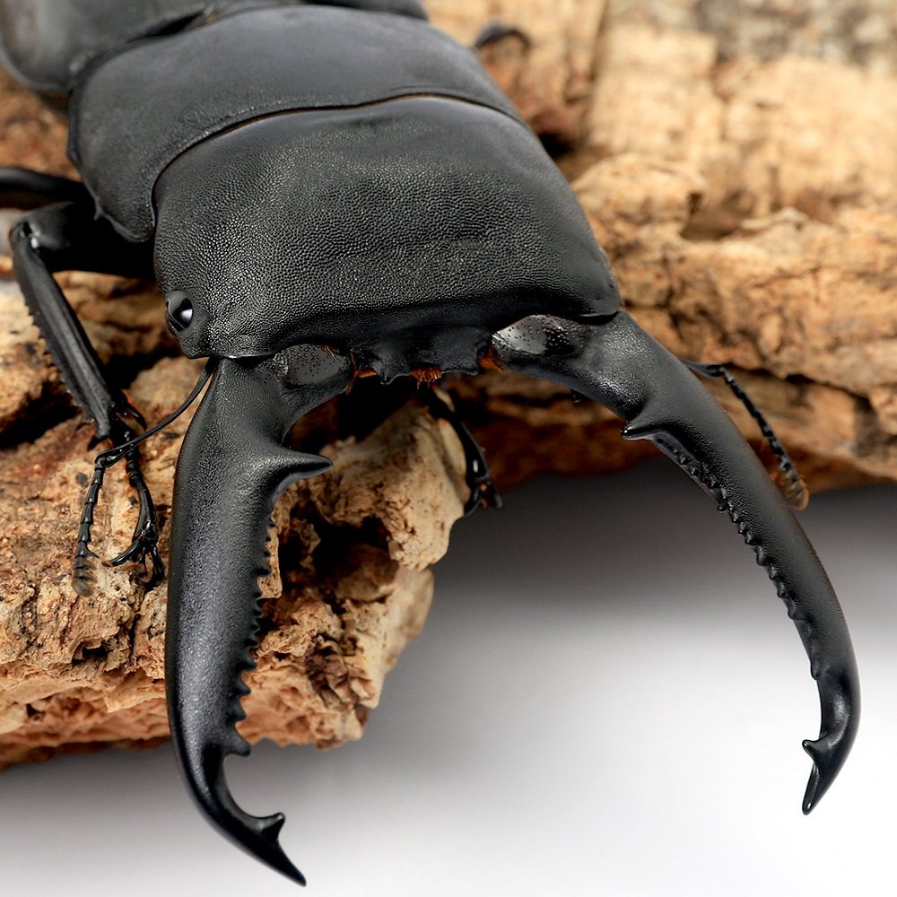 （昆虫）パラワンオオヒラタクワガタ　マンタリンガハン産　成虫　１００ー１０４ｍｍ（１ペア）　北海道・九州航空便要保温　ＣＲＣ18―25―20―30―10