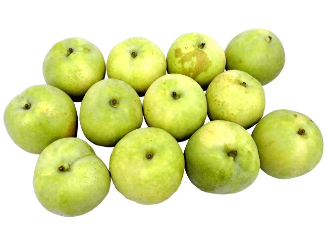 =鳥取産 二十世紀梨= 訳あり 大玉限定 10-14玉 約5kg 予約 8月末以降