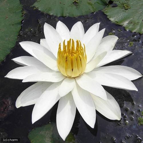 （ビオトープ）睡蓮　熱帯性睡蓮（スイレン）夜咲き（白）　ホワイトジャスミン（１ポット）　ＣＲＣ15―10―23―55―00