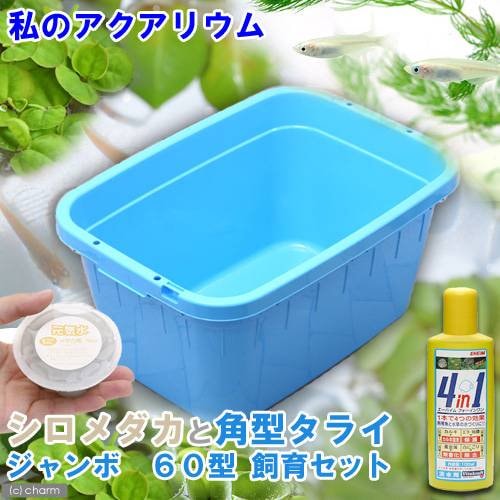 （めだか）私の小さなアクアリウム　シロメダカとトンボ角型タライジャンボ　水抜栓付　６０型セット　説明書付き　本州四国限定　ＣＲＣ60―43―20―20―00