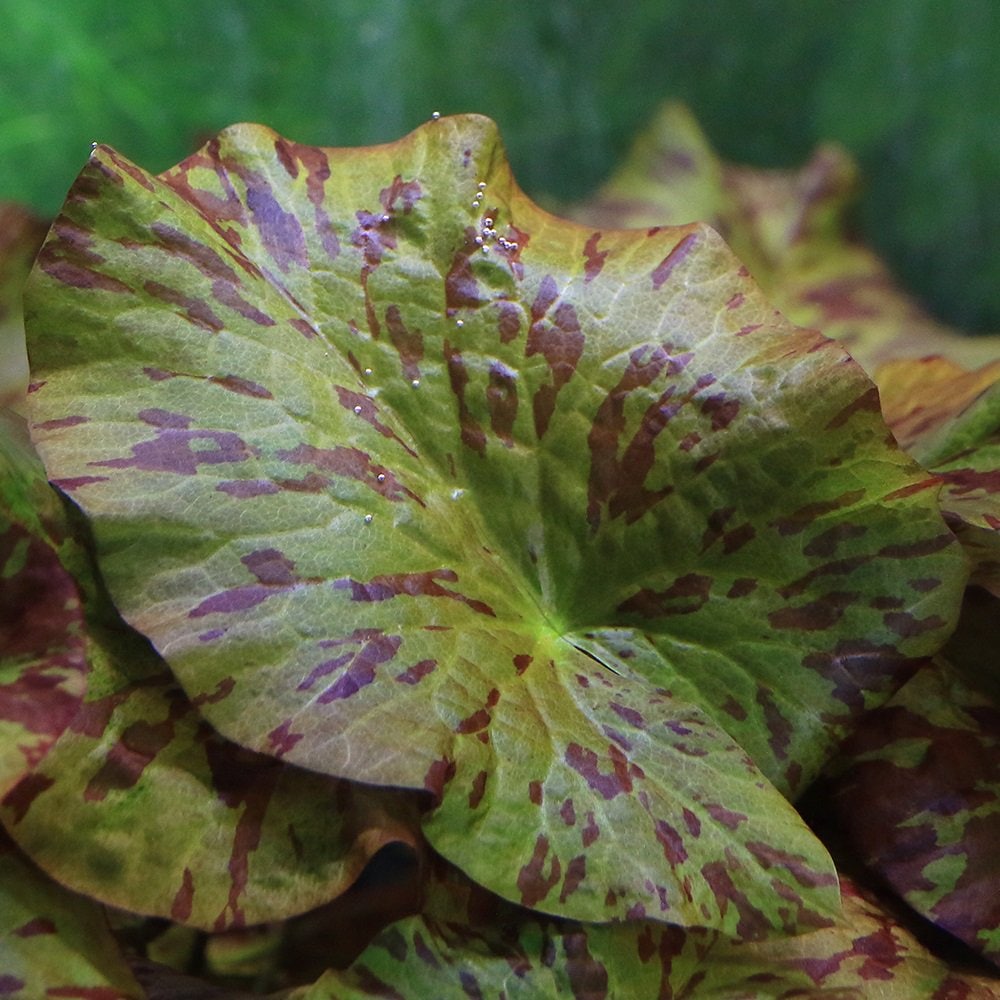 （水草）マダガスカルモザイクロータス　アンタニフォシー産（水中葉）（無農薬）（１株）　ＣＲＣ12―74―10―00―00 5,224円