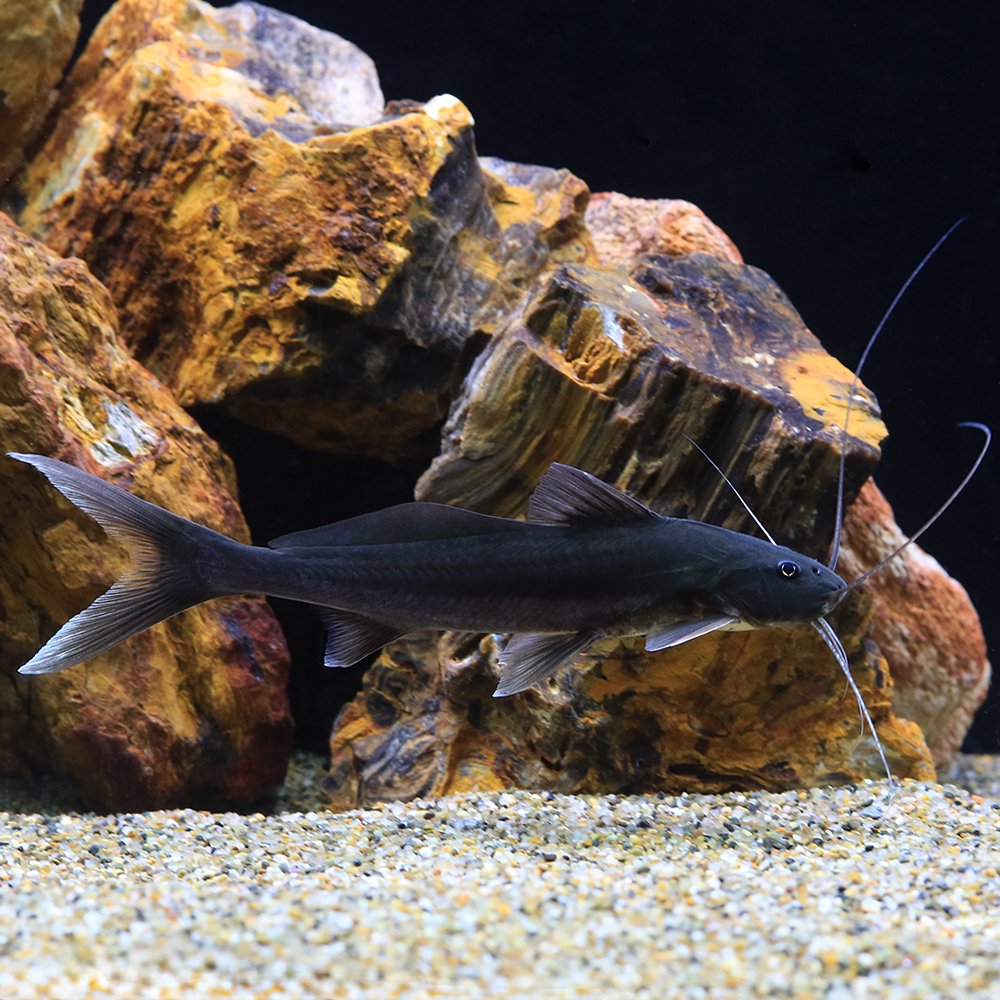 （熱帯魚）ブルーバックキャット（１匹）　北海道・九州航空便要保温　ＣＲＣ13―46―00―00―00