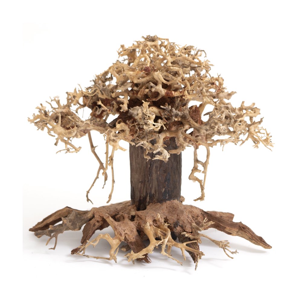 カミハタ　水景ＢＯＮＳＡＩ　榕樹（ガジュマル）　Ｌサイズ　流木　活着　レイアウト　水草　アクアリウム　水槽　ＣＲＣ10―85―10―00―00 5,282円