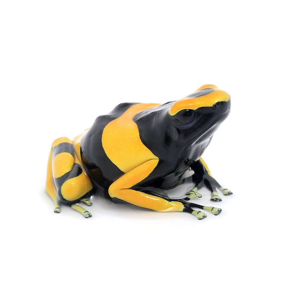 （両生類）キオビヤドクガエル　ギアナ　バンドｇｕｙａｎａ　ｂａｎｄｅｄ（１匹）　北海道・九州航空便要保温　ＣＲＣ17―05―35―20―00 13,846円