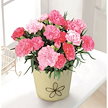 母の日2024 カーネーション(ホットハート) ギフト 花束 鉢植え 花 贈り物 長持ち ピンク色