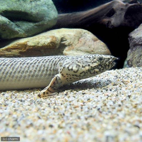 （熱帯魚）ポリプテルス・オルナティピンニス　Ｌサイズ（約２８ー３３ｃｍ）（ワイルド）（１匹）　北海道航空便要保温　ＣＲＣ13―56―20―00―00