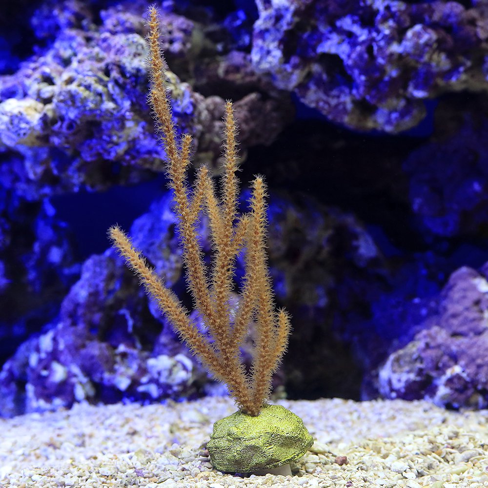 （サンゴ）スパイニーシーロッド　プラグ付き（１個）　ｙ－３４　北海道航空便要保温　ＣＲＣ26―50―50―90―00