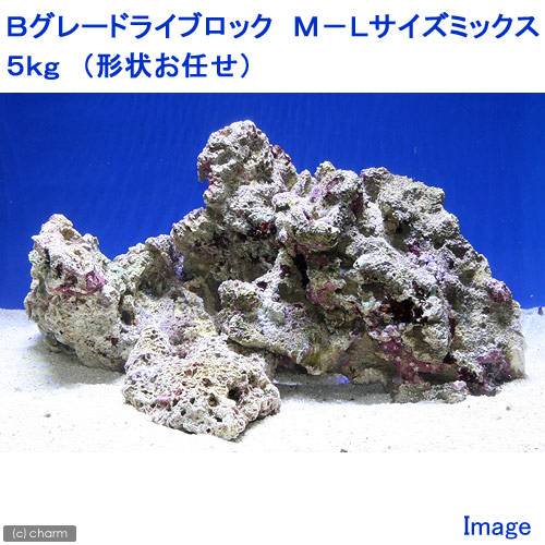 （海水魚）Ｂグレードライブロック　Ｍ－Ｌサイズミックス（５ｋｇ）（形状お任せ）　北海道・九州航空便要保温　ＣＲＣ26―55―20―40―00