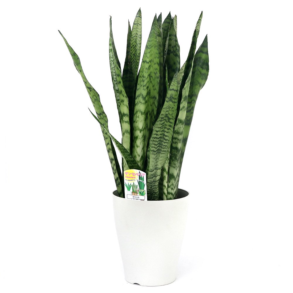（観葉植物）大型　インテリア　サンスベリア　ゼラニカ　６ー７号（１鉢）　ＣＲＣ15―30―10―30―00