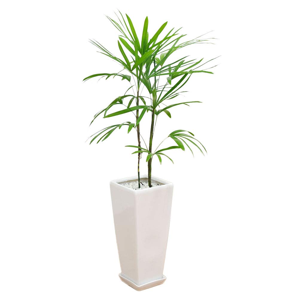 棕櫚竹(シュロチク) ロングスクエア陶器鉢植え 7号