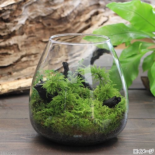 （観葉植物）ＧＥＸ　グラスアクア　ティアー　Ｎ　Ｂセット　本州四国限定　ＣＲＣ15―20―25―60―00