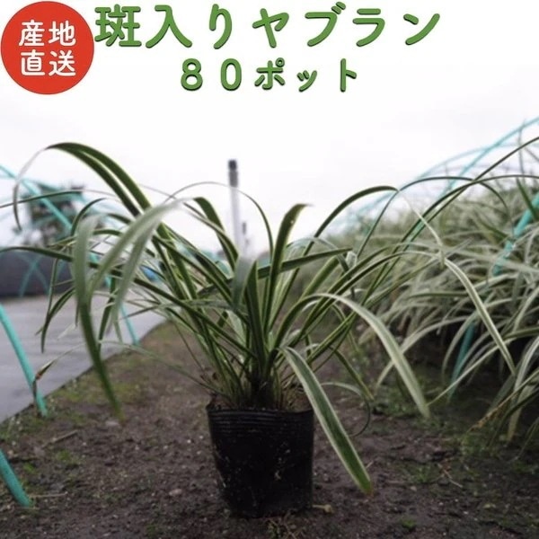 斑入りヤブラン １０.５cmポット苗 ８０株 産地直送 やぶらん フイリヤブラン 藪蘭 苗木 植木