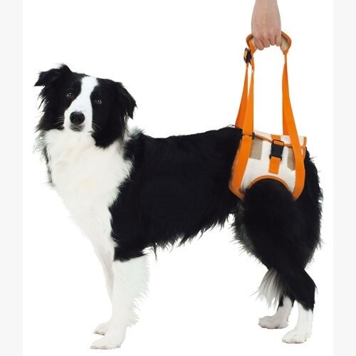 安価 胴輪 2l 後足用k 歩行補助ハーネス 老犬介護用 ずっとね Zuttone ハーネス 介護期 犬 犬ハーネス Prettypoisonbar Com