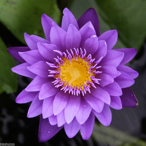 （ビオトープ）睡蓮　熱帯性睡蓮（スイレン）（青紫）　パープル　ザンジバル（１ポット）　ＣＲＣ15―10―23―40―00