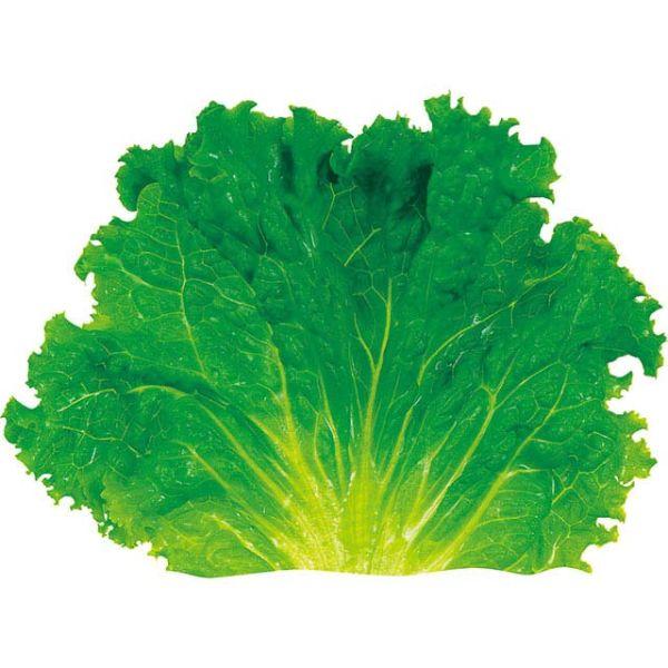 フィルムシート グルメシート グリーンリーフ 丸大 ユニバース 500点 6,338円