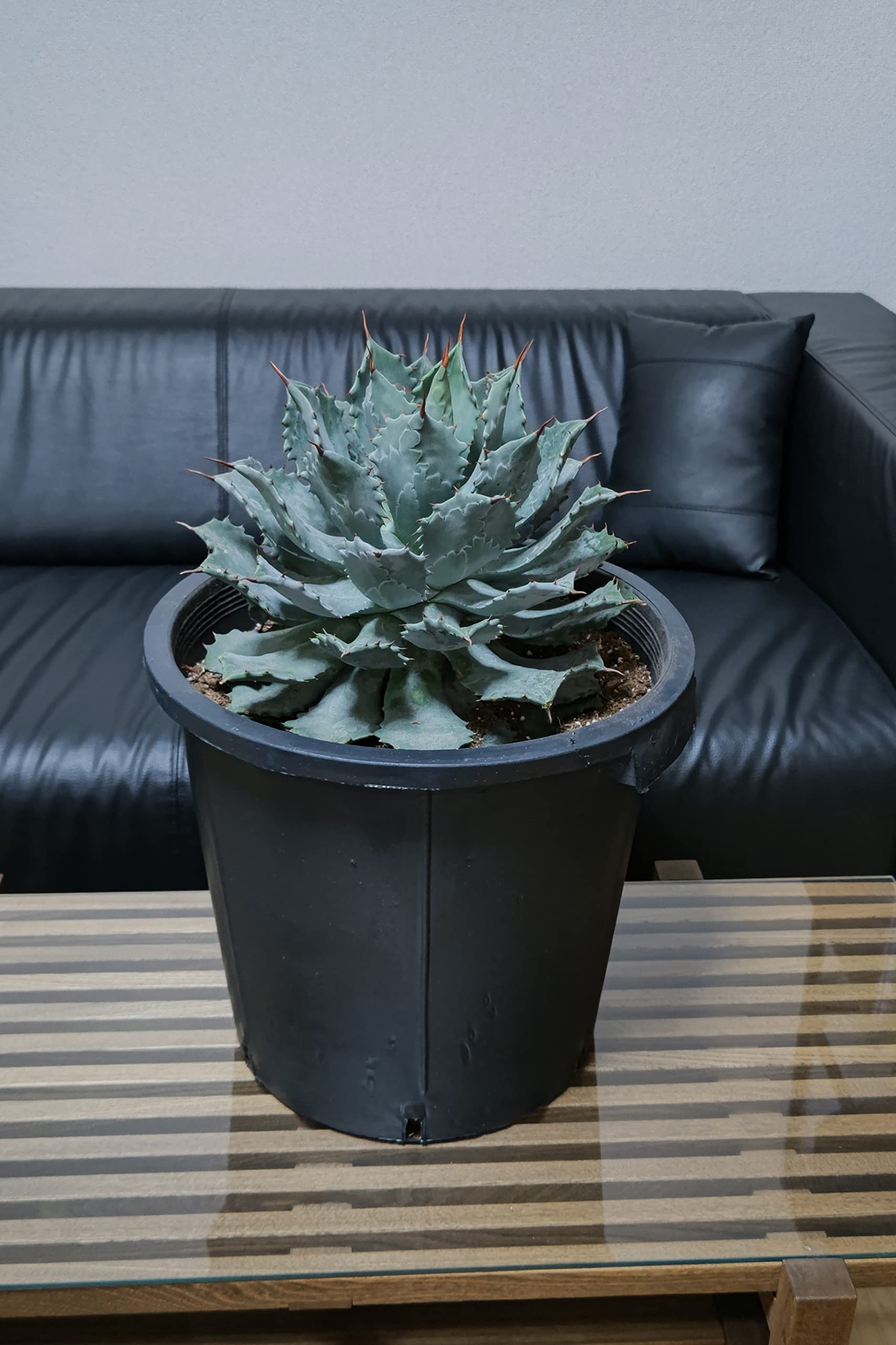 アガベ 雷神 ライジン 美株 リュウゼツラン 多肉植物 サボテン 観葉植物 インテリア ギフト プレゼント 母の日 父の日 敬老の日 結婚記念日 引越し祝い 風水 (12号)