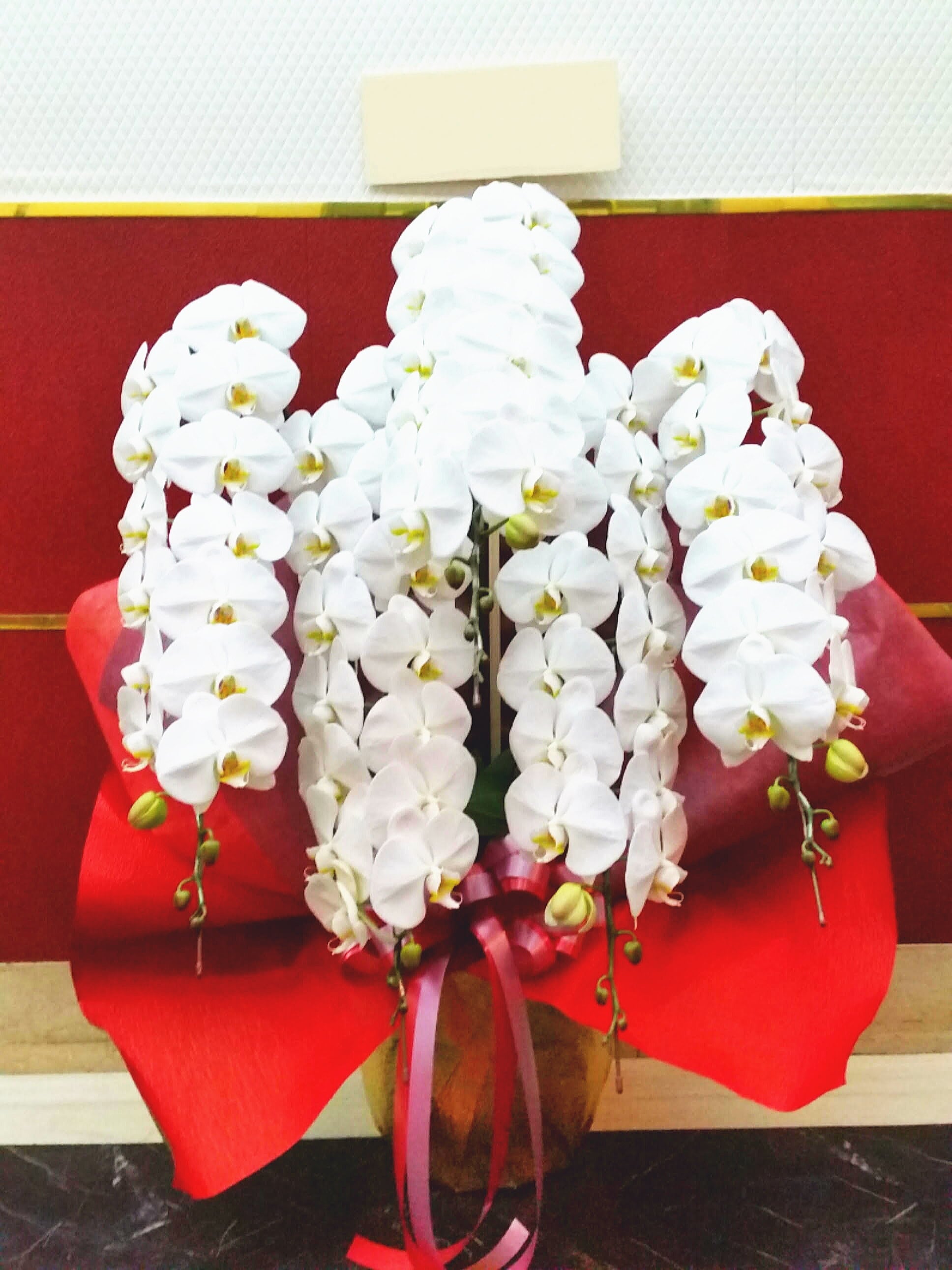 商品ID 7915 胡蝶蘭　白　５本立ち　生花