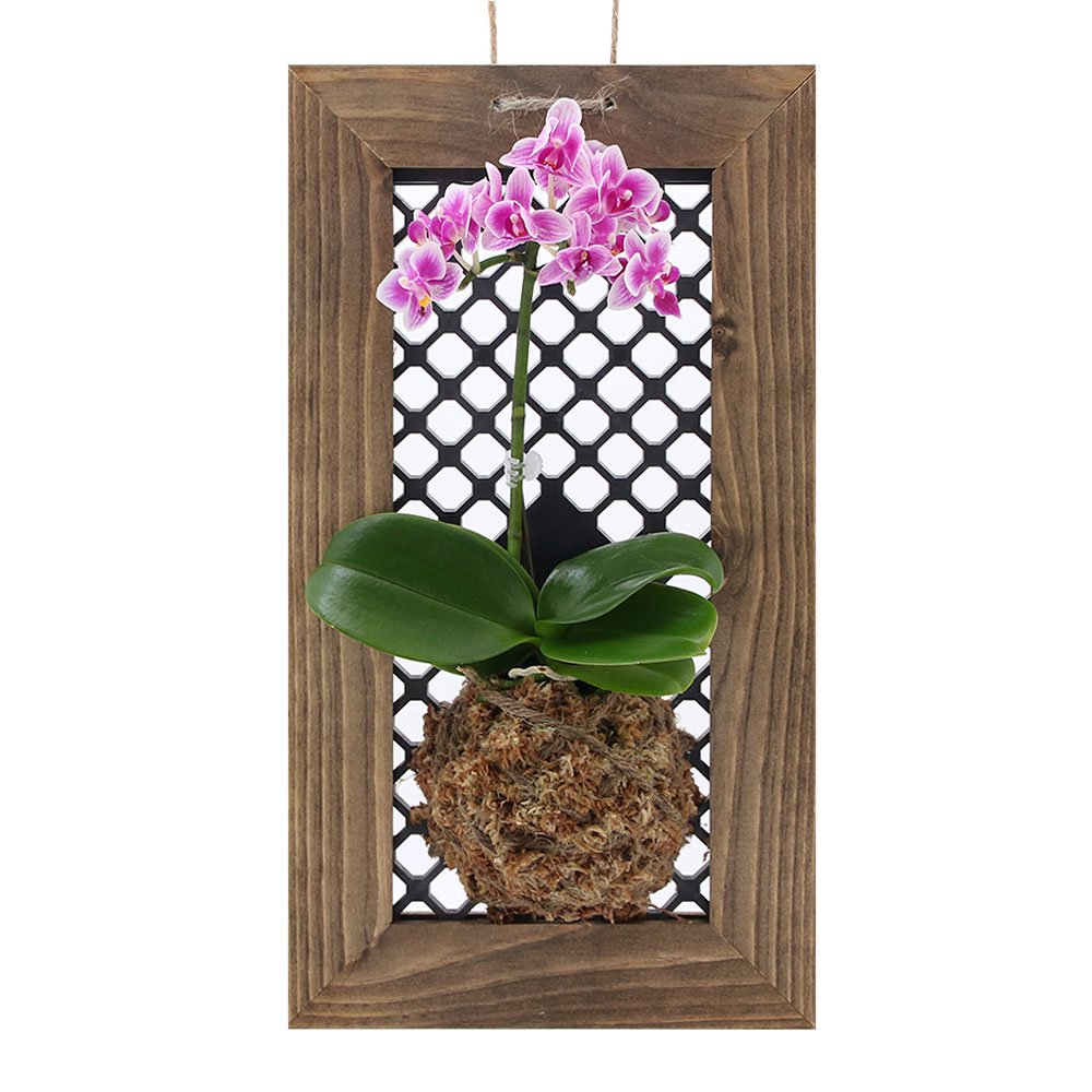 （観葉植物）洋ラン　胡蝶蘭　ハンギングボード仕立て　Ｓサイズ（１個）　ＣＲＣ15―63―05―00―00 4,634円