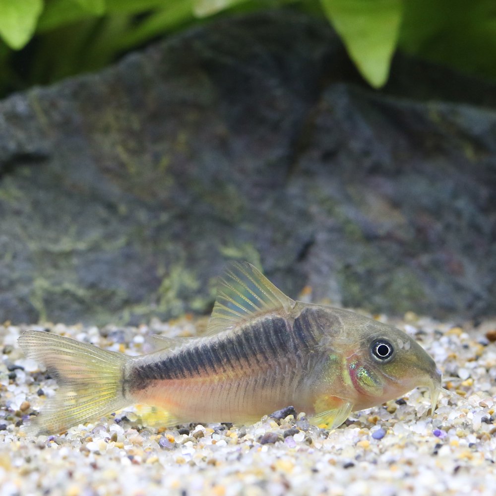 （熱帯魚）コリドラスｓｐ．ＣＷ６８　ジュイナ（ワイルド）（１匹）　北海道・九州航空便要保温　ＣＲＣ13―36―20―00―00