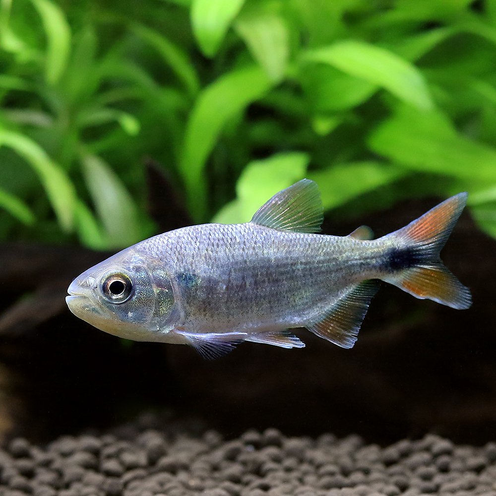 （熱帯魚）レッドフィンブリコン　コロンビア　Ｍサイズ（１匹）　北海道・九州航空便要保温　ＣＲＣ13―20―12―00―00