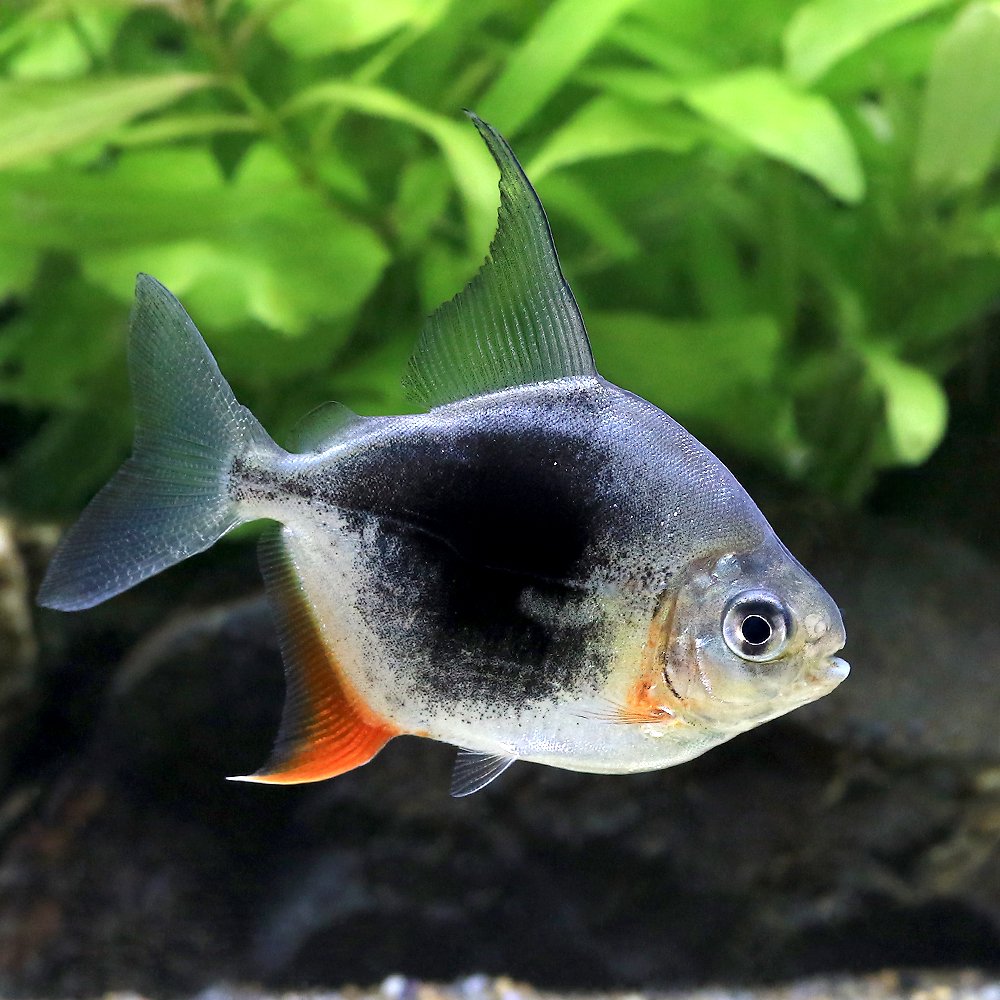 （入荷未定）（熱帯魚）ブラックベリー・メチニス（１匹）　北海道・九州航空便要保温　ＣＲＣ13―20―12―00―00