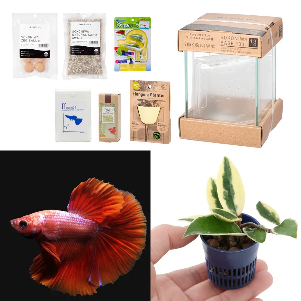 （熱帯魚）（観葉植物）水作　Ａｑｕａｔｅｒｉｏｒ　ミニ寄せ植え・ベタの水景づくりセット（イエロー）　本州・四国限定　アクアリウム　ハイドロプランツ　ＣＲＣ10―11―03―10―30