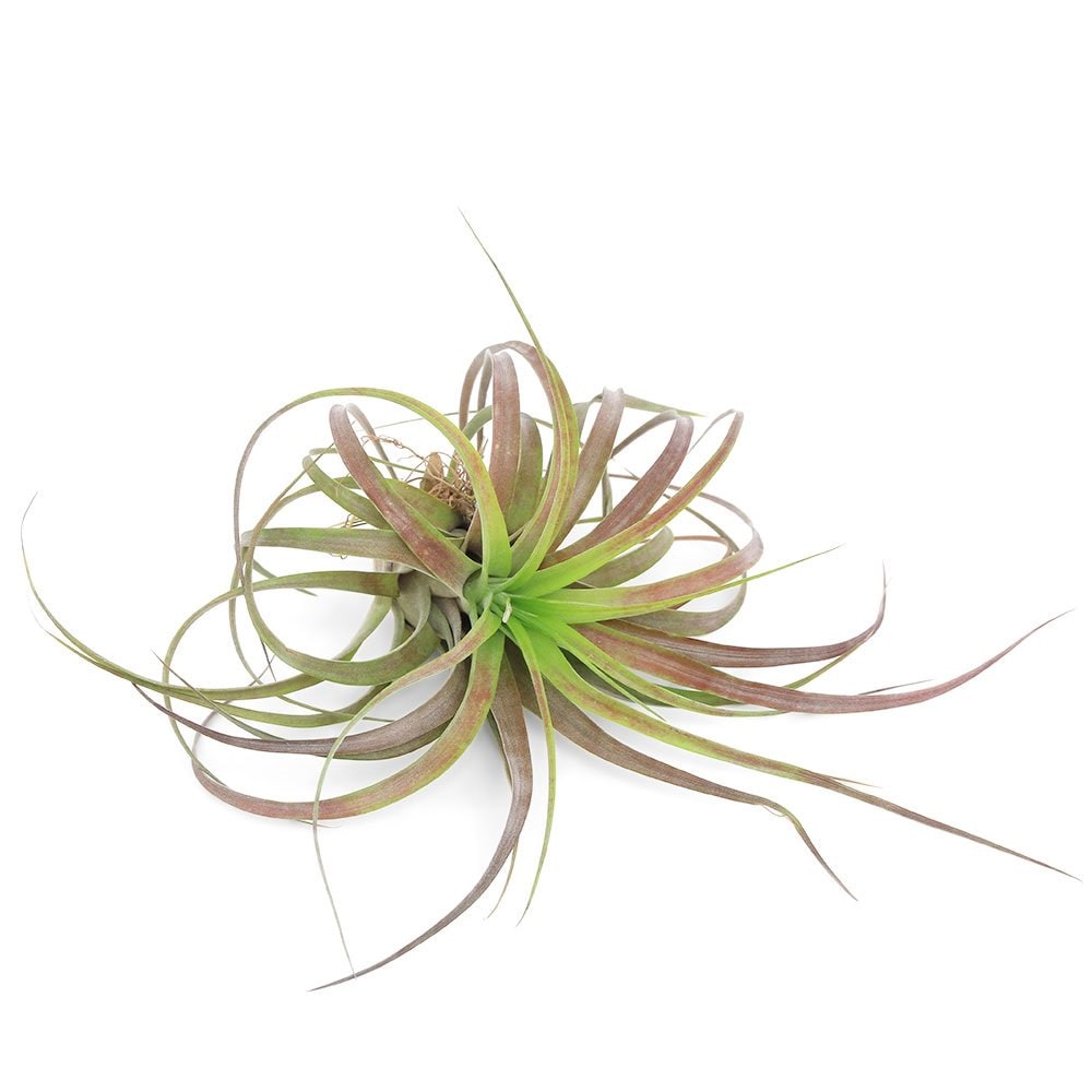 （観葉植物）エアープランツ　チランジア　ラブノット（カピタータXストレプトフィラ）　Ｍサイズ（１株）　ＣＲＣ15―50―10―00―00