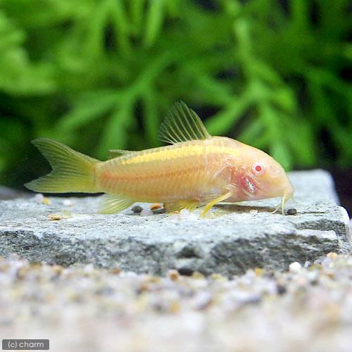 （熱帯魚）コリドラス・イルミネータス　アルビノ（１匹）　北海道航空便要保温　ＣＲＣ13―36―20―00―00