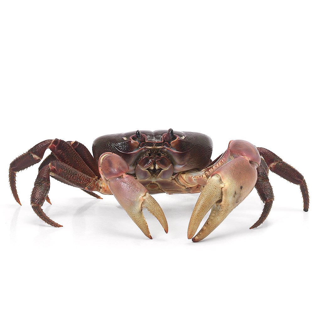 （エビ・カニ）ムラサキオカガニ（１匹）　北海道・九州航空便要保温　ＣＲＣ13―84―20―20―00