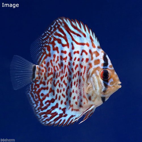 （熱帯魚）ＷＲ２９　レッドダイヤモンド・ディスカス（Ｓサイズ）（インドネシアブリード）（１匹）　北海道・九州航空便要保温　ＣＲＣ13―31―10―00―00