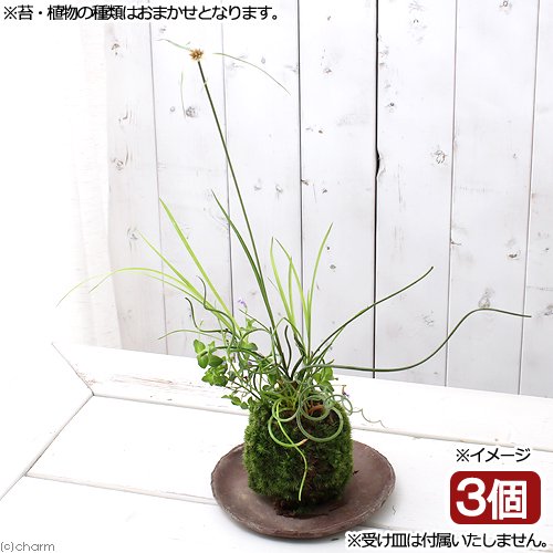 （盆栽）苔玉　水辺植物３種寄せ植え（品種おまかせ）（３個）　観葉植物　コケ玉（休眠状態）　ＣＲＣ15―70―10―10―00