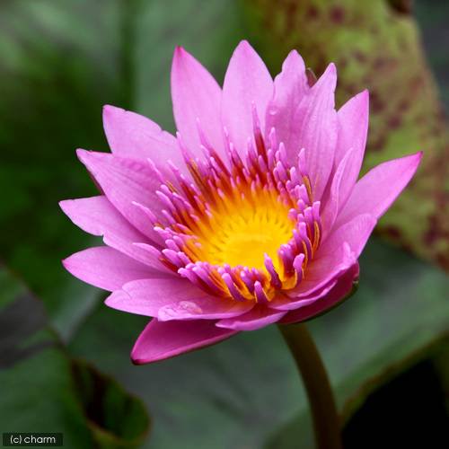 （ビオトープ）睡蓮　熱帯性睡蓮（スイレン）（濃桃）クイーン　オブ　サイアム（１ポット）（ムカゴ種）　ＣＲＣ15―10―23―40―00